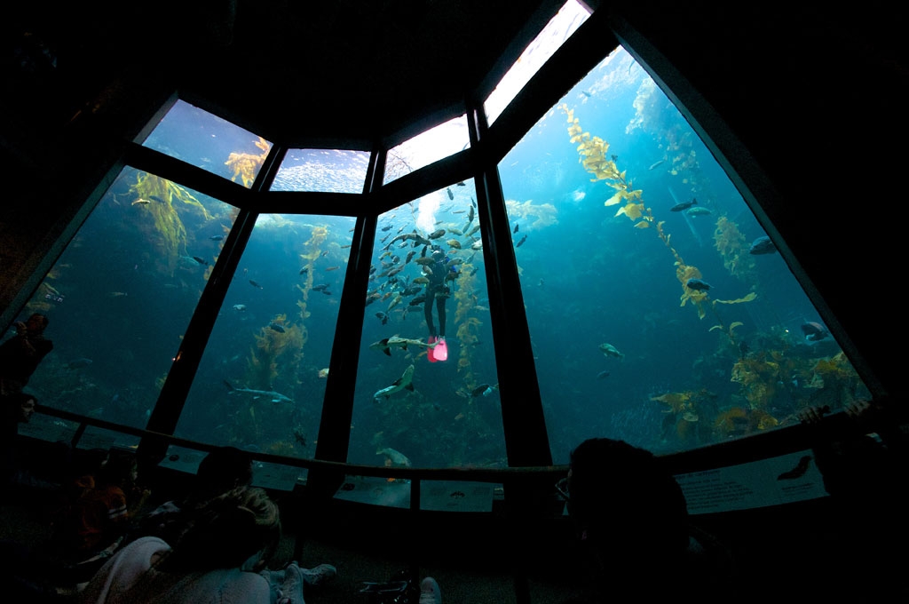 Evenings By The Bay Monterey Bay Aquarium August 24 - Mbaq Diver 4