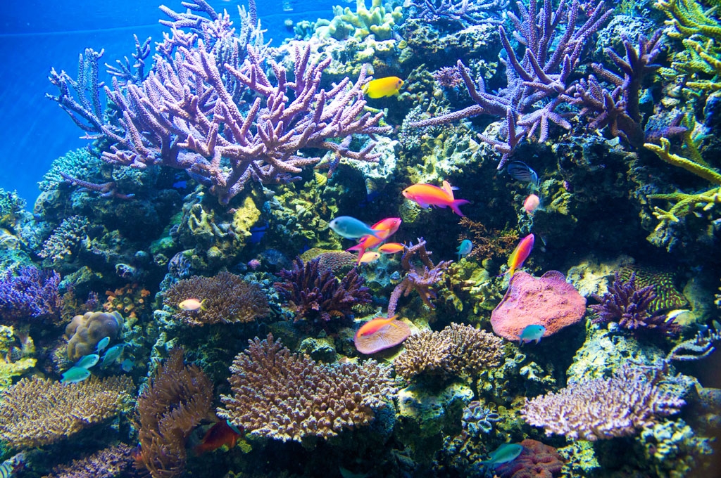 Monterey Bay Aquarium Reopens July 13 2020 Lighthouse District Monterey Bay Aquarium Reopens July 13 2020 Lighthouse District